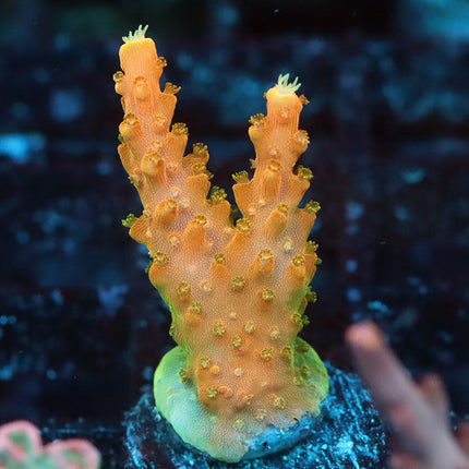 TGC Tropoicana