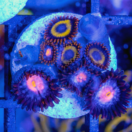 JPS Mystiques fruitloop Combo