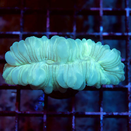 Fantastic Fox Coral