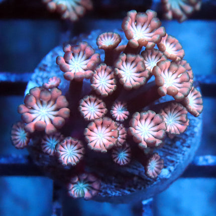 Peach Nectar Alveopora