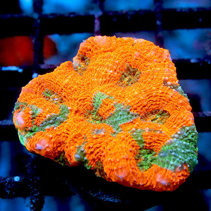 Orange Crush Acan Echinata