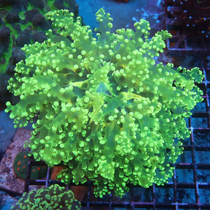 POTO Neon Kingspawn (XL)