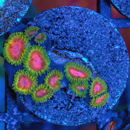 RMF Awesome Blossom zoa