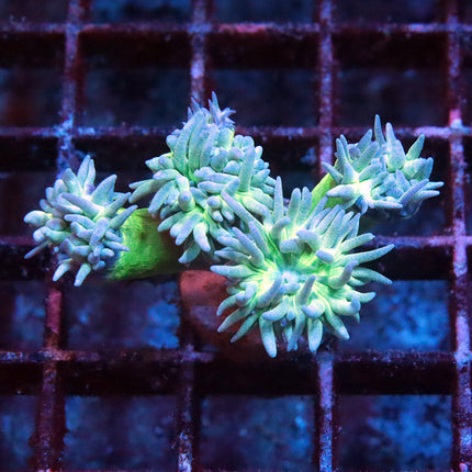 Neon Duncan Coral