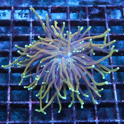 CC 21 Tails Torch