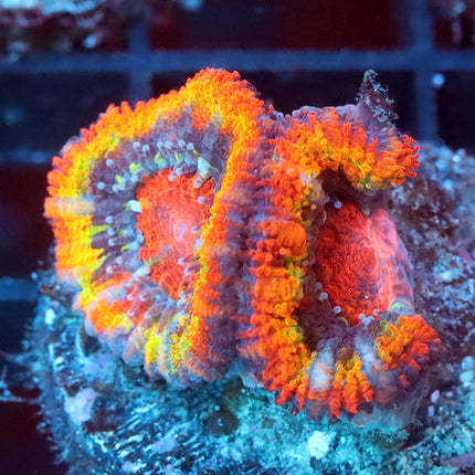 POTO Dwarf Giant Acan