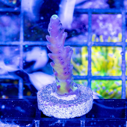 Ari's Avalanche Acro