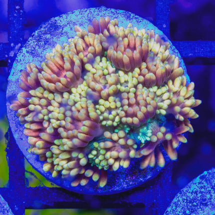 Kaleidoscope Goni