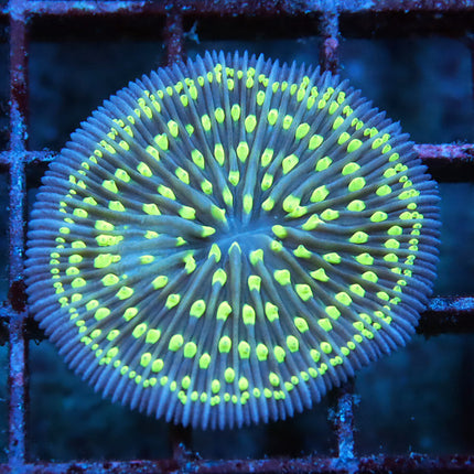 Aussie Pinwheel Neon Fungia