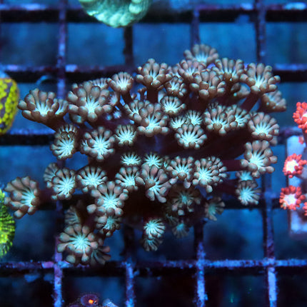 Peach Necter Alveopora