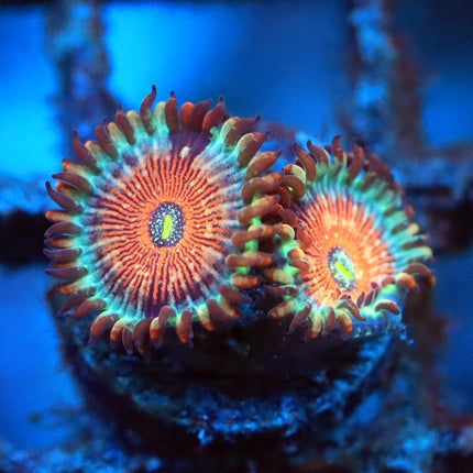 Blue Agave Zoa