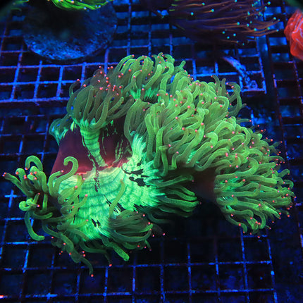 Pink Tipped Red Mouth Elegance (Rare)