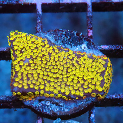 Jason Fox Fruit Pebbles