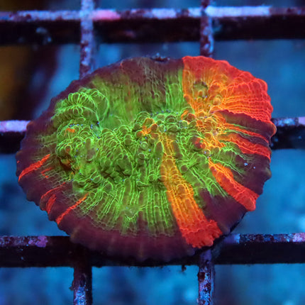 POTO Rainbow Peacock Chalice