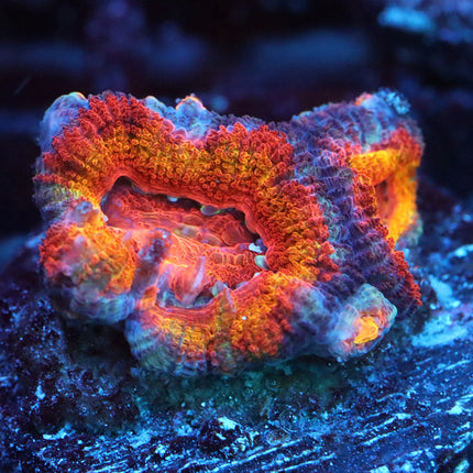 POTO Rainbow Acan