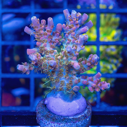 CC Voodoo Mijik Acro