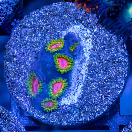 RMF Awesome Blossom zoa