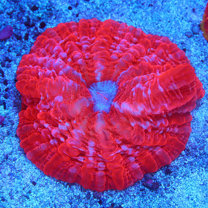 Ultra Cherry Jolly Rancher Indophyllia