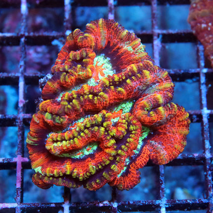 Rainbow Wilsoni
