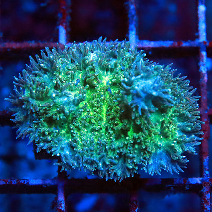 Neon Hydronophora