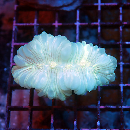 Fantasic Fox Coral