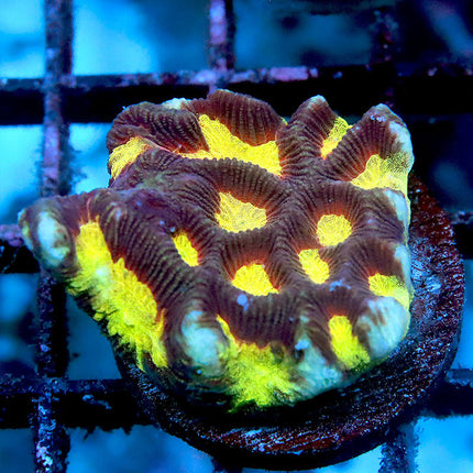 Rainbow Passion Fruit Platygyra