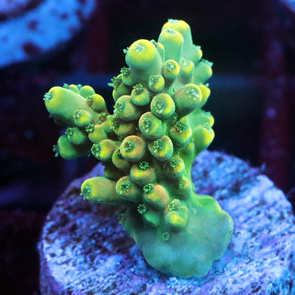 WWC King Fiji