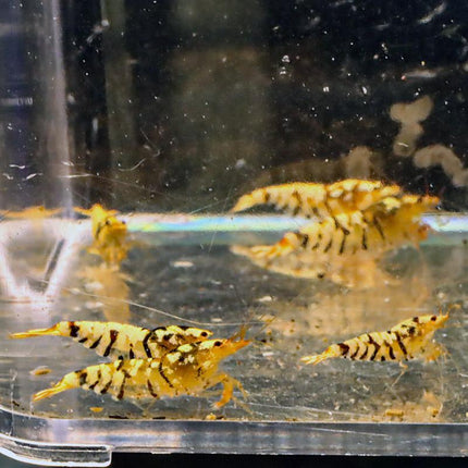 Freshwater Black Tibee - 40+ Colony