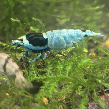 Freshwater Blue Shadow Mosura (Cardinia) - 2M 3F