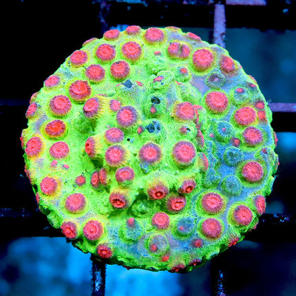 Disco Cyphastrea