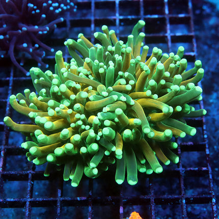 Ultra Tiger Torch (XL 1.5 Head)
