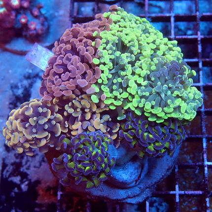 Ultra Hammer Bouquet