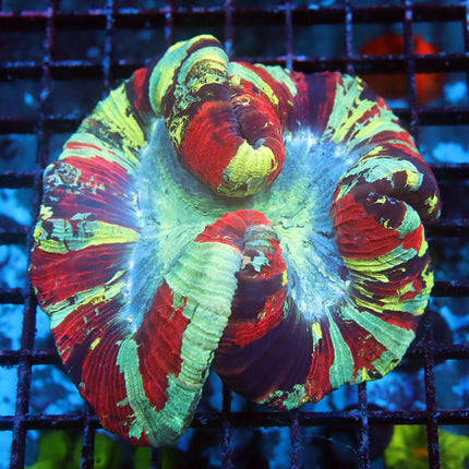Ultra Rainbow Trachy
