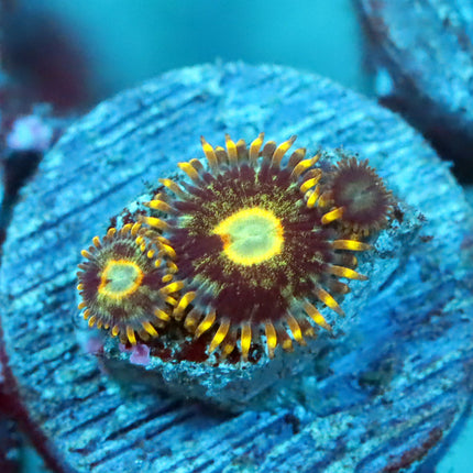 Murder Hornet Zoa