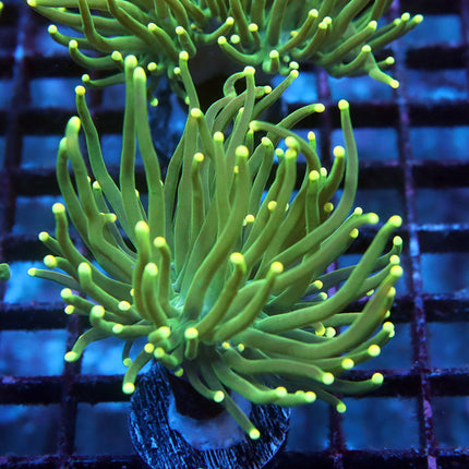 POTO Aussie Yellow Tip Torch