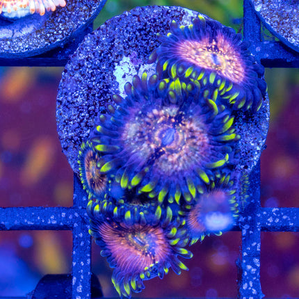 Nirvana Morph