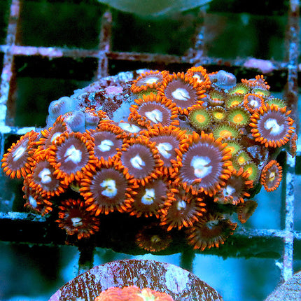 Fire and Ice Zoa