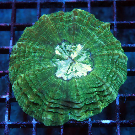 Minty Acantho