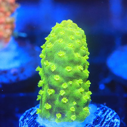 Ultra Neon Himulis