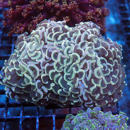 Rainbow Fat Head Hammer