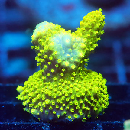 Ultra Hightlighter Humilis