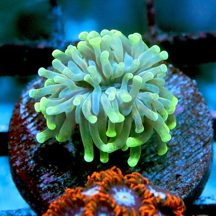 Neon Crista Torch