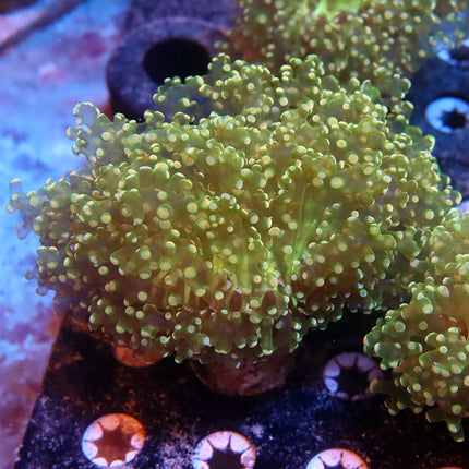 POTO Fairy Garden Frogspawn XL