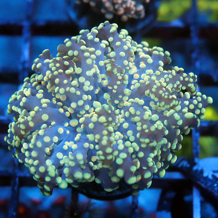 Neon Light Octospawn
