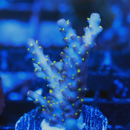 POTO Blueberry Bonsai
