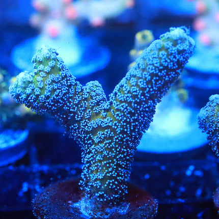 Blue Zing Hybrid Birdsnest