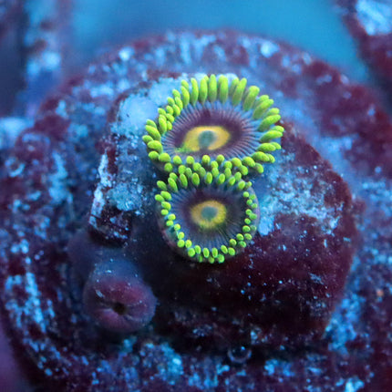 Monster Jam Zoa