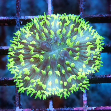 Ultra Neon Pin Wheel Fungia Plate