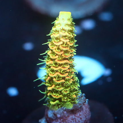 JF Solar Flare