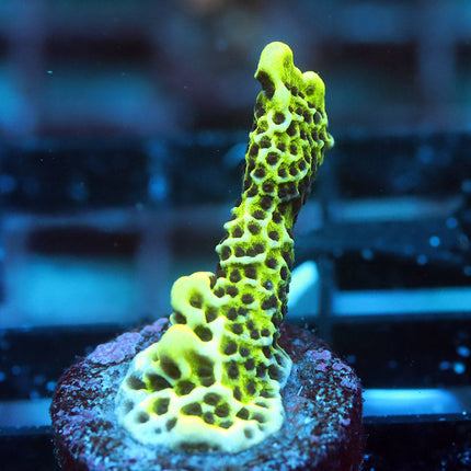 Spogodes